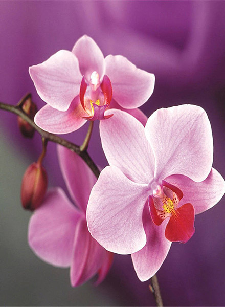 Flower Diamond Painting Step 1