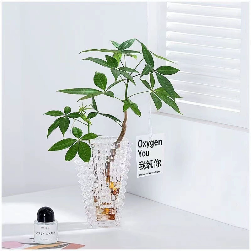 Денежное дерево, гидропонное растение в горшке, легко выращиваемое зеленое растение, цветы для гостиной, офиса, водная культура, очищающие воздух, цветы