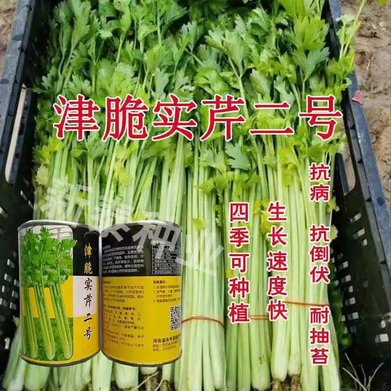 Jinjianshiqin № 2 семена сельдерея подлинные товары высокая урожайность устойчивость к болезням рост быстрый Four Seasons балкон тепличные семена овощных культур