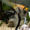 [3-4cm熊猫神仙5条装]