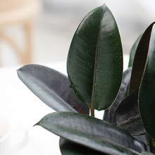 �ڽ�����Ƥ�������҃ȾGֲ����ȩ�ļ����B�׻�����՚����z��ֲ��