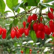 ��������������ϱ������Ե���ͥԺ��̨��ֲ�������������