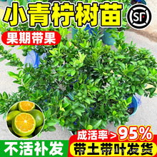 ����С��������С��۽�ۘ���ˮ���ʘ�����ͥԺ�̨�ͺ��������