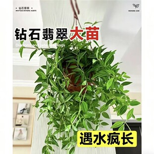 �ʯ�����m�҃�ֲ�����ԾGֲ���}���ݴ����ļ�����ˮ����B�L��