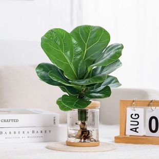 ˮ��ֲ���k���҃��׃��@�������~�������BҬ�Ӭ�����