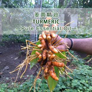 ӡ�Ƚ��S�η�����ԭ�����lTurmeric ����ֲ����ȡ���A��Ħ����