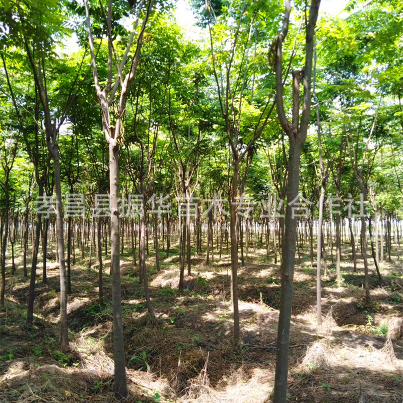黄山栾树灯笼树北栾北京栾树骨架移栽全冠乡村公路湿地荒山绿化