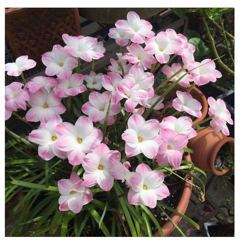 Ветер и дождь орхидеи цветут четыре сезона с двойными лепестками