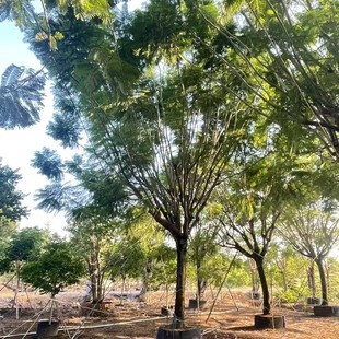 Jacaranda 30-Point Fake Planting Seedlings Large Old Stump Landscape Tree Courtyard Garden