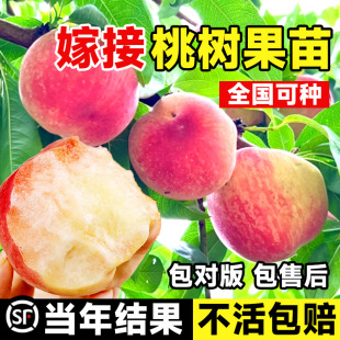 �Ҙ����S�Ҙ����޽��綬������������ͥԺ�Ϸ������Nֲ����Y��