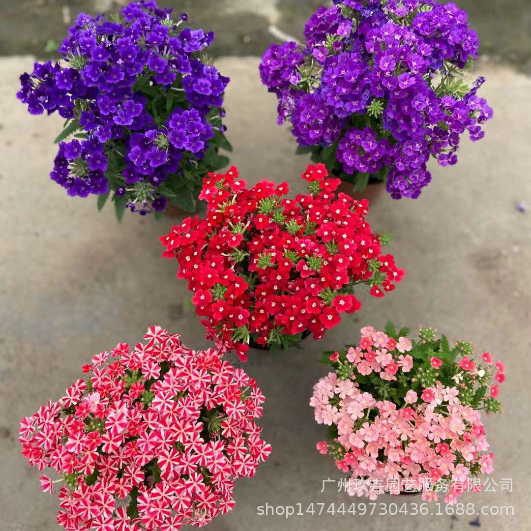 Красивые вишневые цветы Просмотр растений в горшках Гостиная Двор Озеленение цветов Цветочные клумбы и места Многолетние Четыре Сезонные цветущие зеленые растения