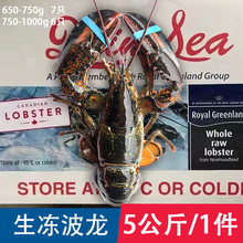 生冻波龙 波士顿龙虾活冻大龙虾650-750g/只*7只 5公斤一件 商用