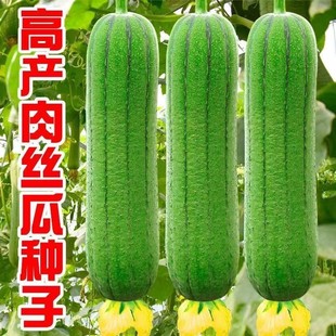 ��z�ϷN���r�Ҹ߮a�����ļ����N���L�z�����߲˷N�Ӵ�ȫͥԺ�Nֲ