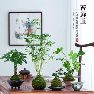 June Snow Potted Plant Fujian Tea Moss Ball Bamboo Bonsai Green Plant Hydroponic Plant Chinese Zen Ornament Micro Landscape