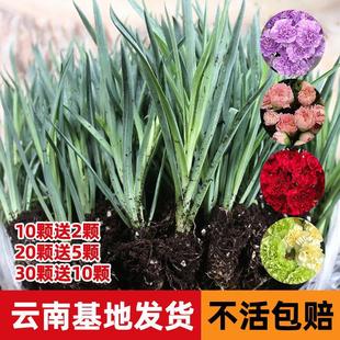 Carnation Potted Flower Seedlings Yunnan Base Direct Delivery Four-Season Blooming Green Plant Flower Courtyard Balcony Large Double-Petaled Flowers