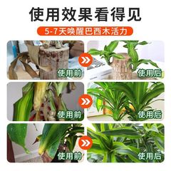 Brazilwood-specific nutrient solution, Lucky Wood flowering, Eight Westwood-specific professional nutrient solution