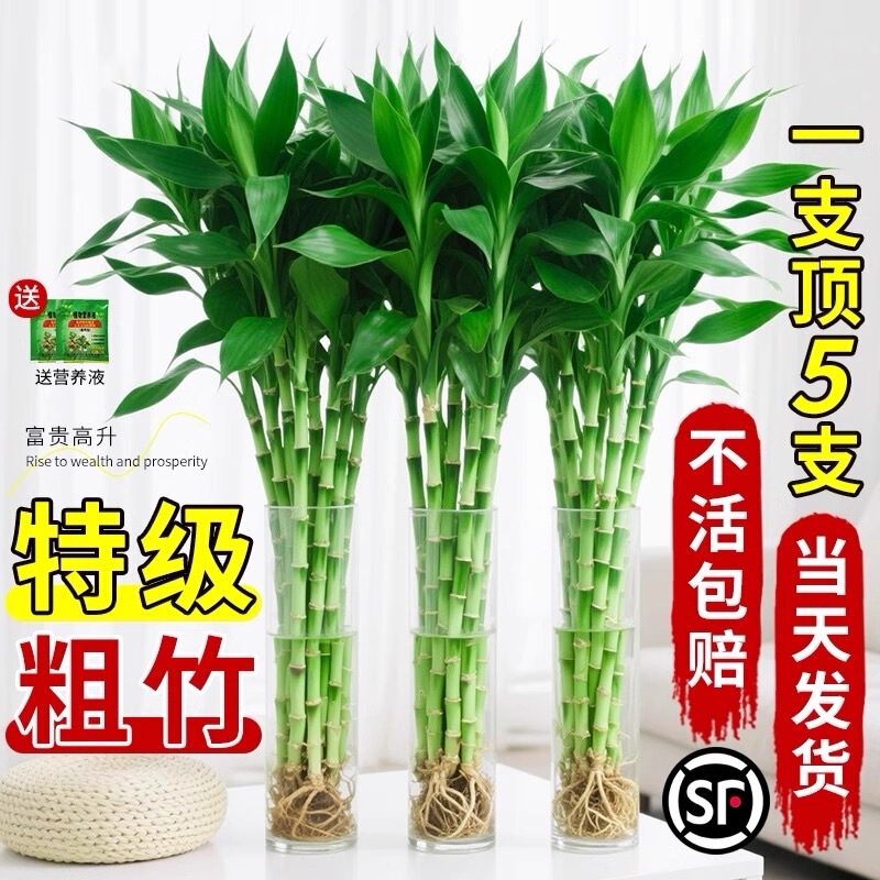 Rich Bamboo Hydroponic Plant Indoor Potted Plant to Nourish Green Plants to Purify the Air and Attract Wealth Thick Bamboo