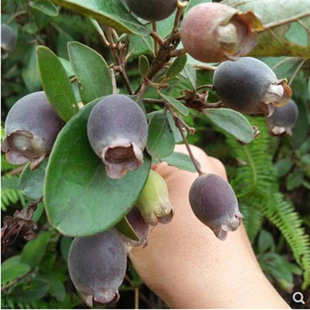 �ҽ����� ���Ә��� ɽ������ ���Ԟ����ӹ���ǌ���� ����Y���Ϸ�