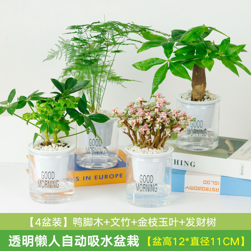 행운나무 4그릇 + 아스파라거스 대나무 + 황금가지와 옥잎 + 비꽃을 위한 오리발나무(흡수분지)