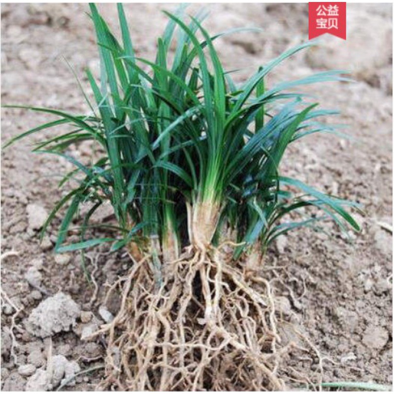 矮麦冬耐寒庭院绿化坪植物 日本矮生麦冬玉龙 麦冬植物|ru