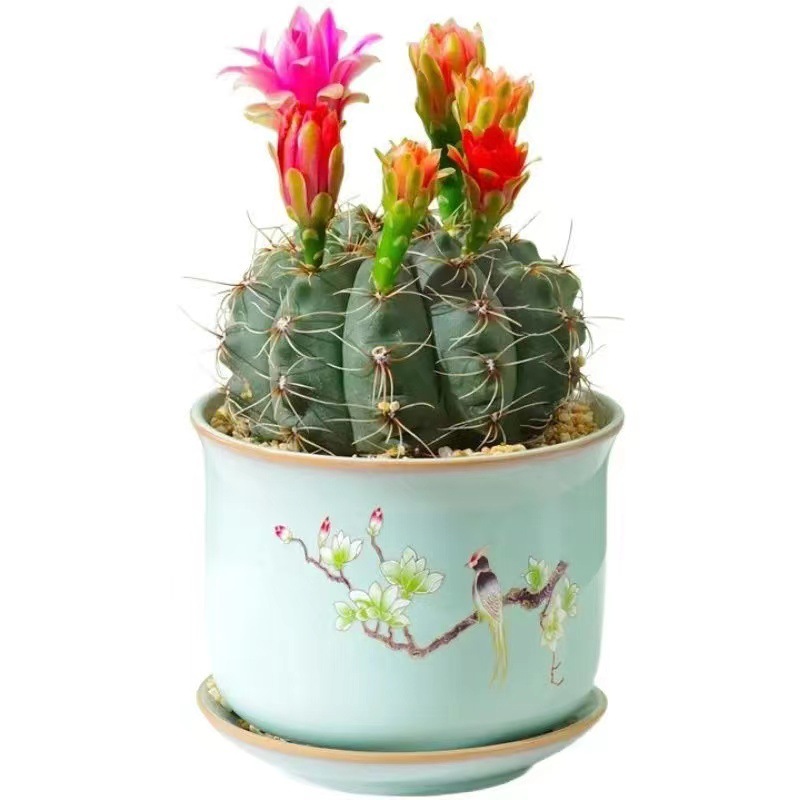 Flor de jade cactus florece en todas las estaciones, embellece el aire, el balcón, la sala de estar, la oficina, las plantas verdes, las flores en macetas