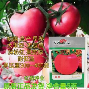 Ruili Unlimited Growth Tomato Seeds Are Disease-Resistant, High-Yielding, Early-Maturing, Large-Fruited, Low-Temperature and Low-Light-Resistant Tomato Seeds