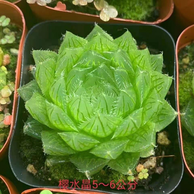 사쿠라 크리스탈 ( 5cm )