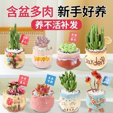 ���������҃��׃��@���w�k���������ֲ�ﻨ������С���ԾGֲ