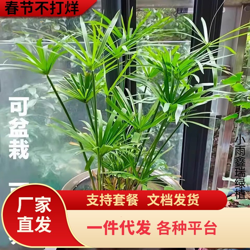 一件代发水竹旱伞草水葱萱草香蒲水生植鱼池塘造景庭院净化水质盆