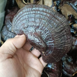 灵芝