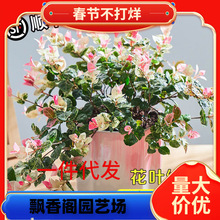 һ�����l���~�jʯ���~�����������^�~�������mֲ���ļ�����