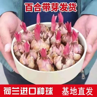 【精品大球】香水百合种球花卉盆栽四季开花绿植物室内外易好养活