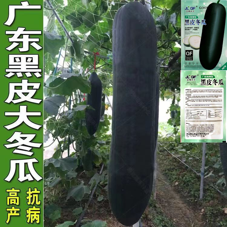 Guangdong Black-Skinned Winter Melon Seeds, Large Winter Melon Seeds, Mature Varieties, Balcony Garden Vegetable Seeds