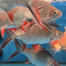 ��ؔ�Lˮ�~���y���lؔ�Ꭷ�^�p�~�O��ֱ�l����