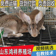 ���N�����r���Bֳ���̓r���N�������û�����w�α����r���зN��