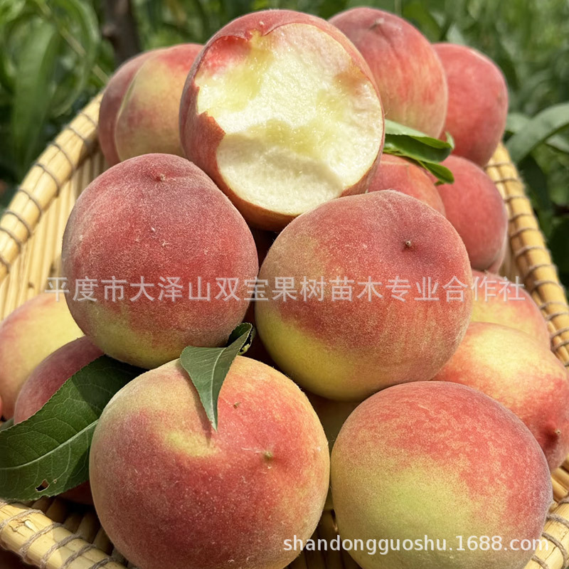 特大永莲蜜桃山东基地批发北方南方种植新品种水蜜桃树苗果树高产