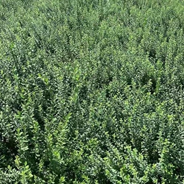 灌木;水生植物;一二年生花卉