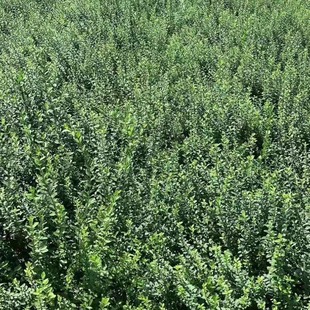 Small-Leaf Fufangteng Small Cup Small-Leaf Fufangteng Ground Seedlings Small-Leaf Fufangteng Cup Seedlings Complete Specifications
