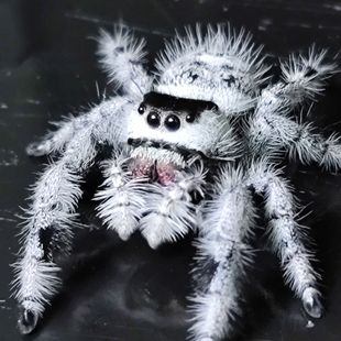 ��Ļҷ�ȷ�������_���_���������������R��˹�o���Ȍ���