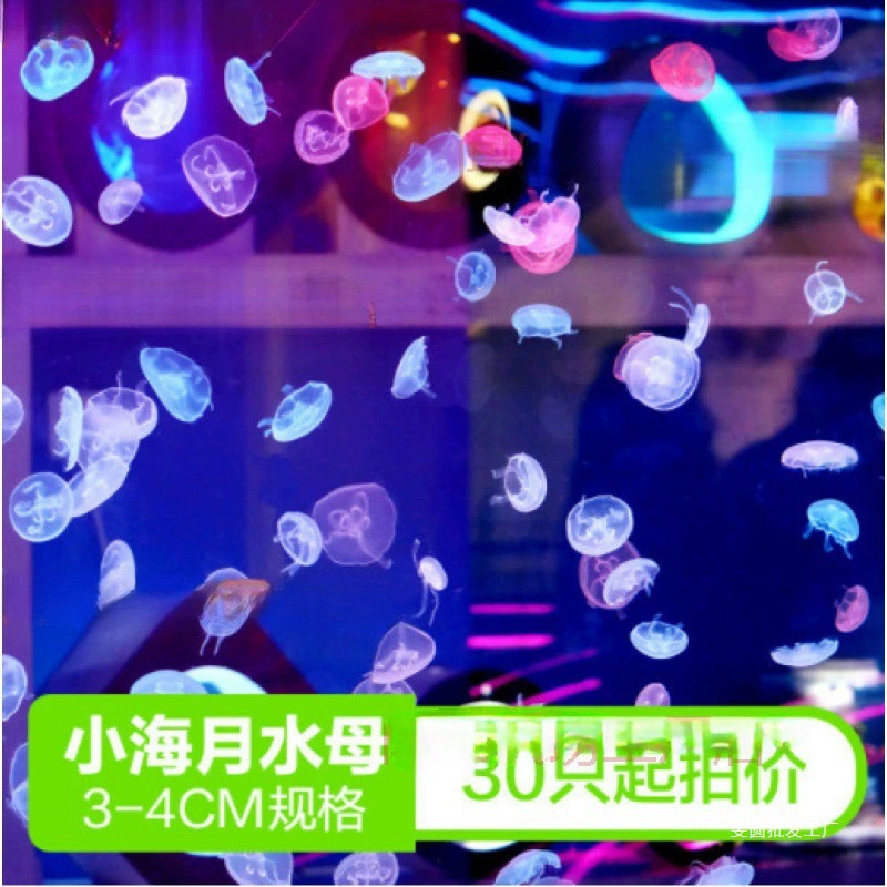 Оптовая продажа 100 медуз, живые декоративные лунные медузы 2/3 см, живые декоративные медузы для уличной торговли.