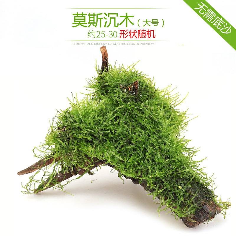水槽造園パッケージ、水ヤシ、沈木、本物の水、淡水、無土壌植物、酸素化、低パール|undefined