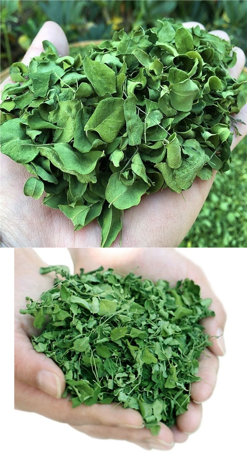 Moringa Leaf (Moringa oleifera) — Sun-Dried Loose Leaf Tea, 500g Food Herb overview