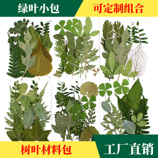 12 green leaf combination package leaf material package real leaf specimen flower plant material bookmark leaf diy