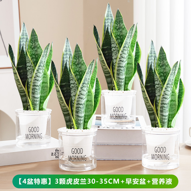 [화분 4개 특가] 호랑이 난초 30-35cm 3개 + 굿모닝 화분 + 영양액