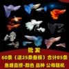 Wholesale [Peacock Fishes into Fish] (85 Article) 60 Send 25 Disables