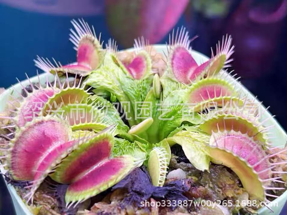 Clipe Dragon Scale Flytrap, aproximadamente 0,5 cm.