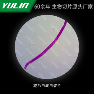 Spin Caterpillar into Insect-bounding Tablets for College Medical Schools, Tissue Diseases, Marble Wax Slides, Specimen Microscope