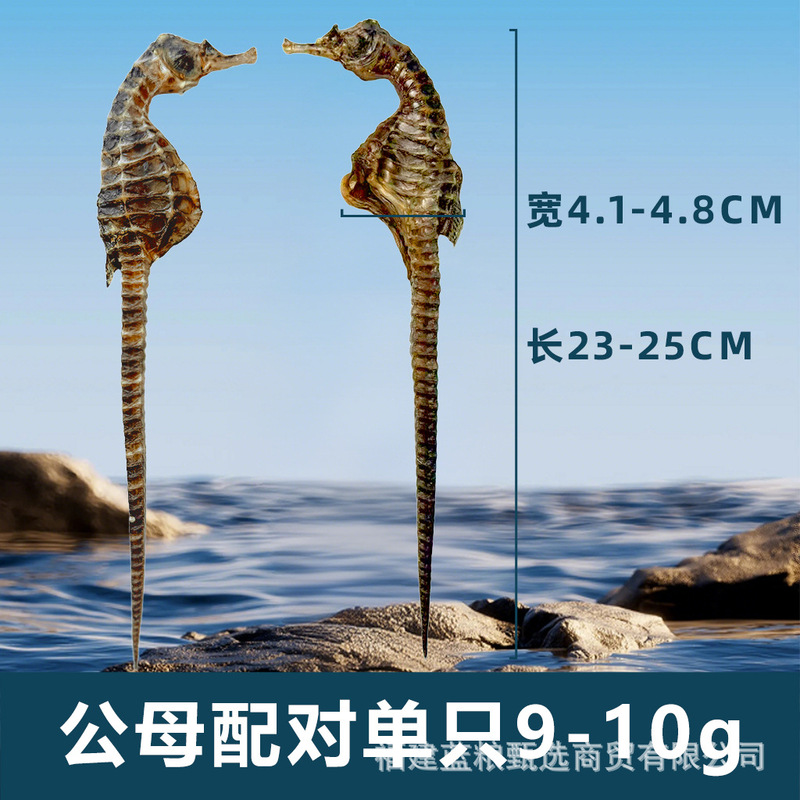 【全规格10公斤直销】养殖海马干泡酒煲汤滋补精品公母配对非药材|undefined