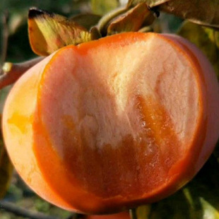 Japanese Crispy Sweet Persimmon Fruit Seedlings Are Rich in Sweet Persimmons. Persimmon Saplings Are Potted and Planted in the Ground. the Fruit Saplings Are Not Astringent and Can Be Eaten Immediately after Picking Them