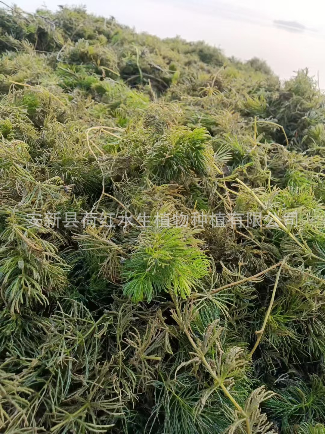 微信图片_20250406114624